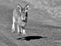 341 - HARE CAUGHT ON THE HOP - CALVERT CARRIE - united kingdom <div